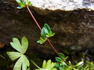Thymus praecox ssp. polytrichus