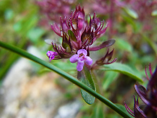 Thymus praecox ssp. polytrichus