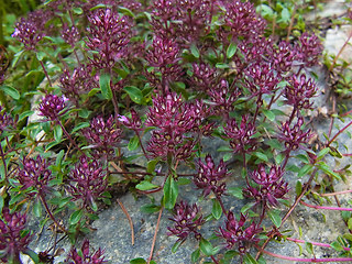 Thymus praecox ssp. polytrichus