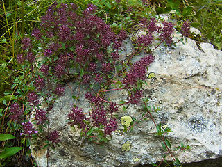 Thymus praecox ssp. polytrichus