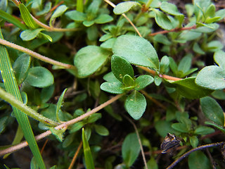 Thymus praecox ssp. polytrichus