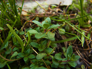 Thymus praecox ssp. polytrichus