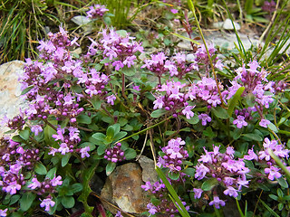 Thymus praecox ssp. polytrichus