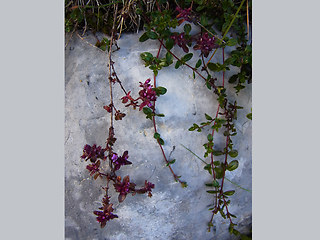 Thymus praecox ssp. polytrichus