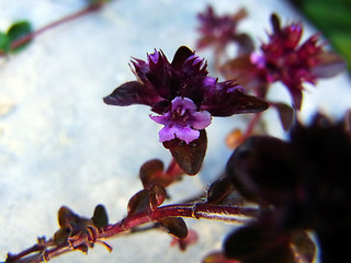 Thymus praecox ssp. polytrichus