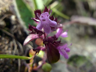 Thymus praecox ssp. polytrichus