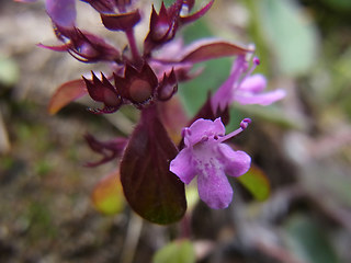 Thymus praecox ssp. polytrichus