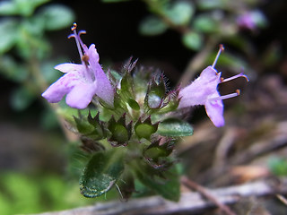 Thymus praecox ssp. polytrichus