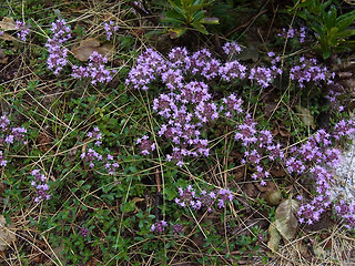 Thymus praecox ssp. polytrichus