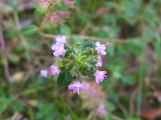 Thymus pulegioides ssp. pulegioides