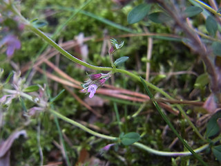 Thymus pulegioides ssp. pulegioides