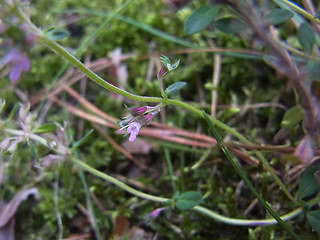 Thymus pulegioides ssp. pulegioides