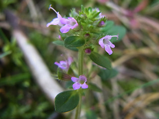 Thymus pulegioides ssp. pulegioides