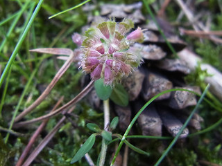 Thymus pulegioides ssp. pulegioides