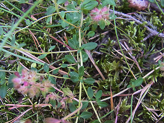 Thymus pulegioides ssp. pulegioides