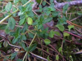 Thymus pulegioides ssp. pulegioides