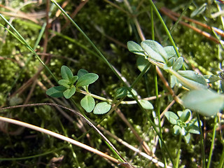 Thymus pulegioides ssp. pulegioides