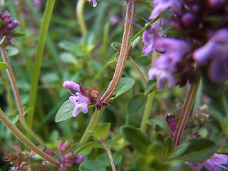 Thymus pulegioides ssp. pulegioides