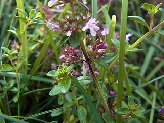 Thymus pulegioides ssp. pulegioides