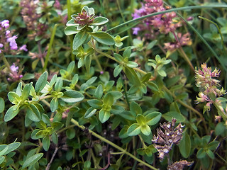 Thymus pulegioides ssp. pulegioides