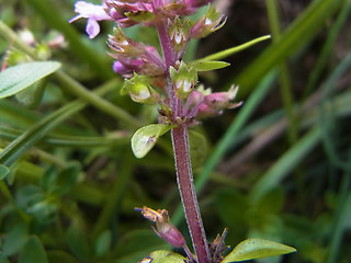 Thymus pulegioides ssp. pulegioides