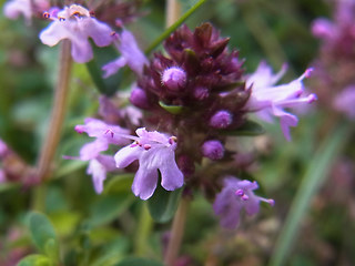 Thymus pulegioides ssp. pulegioides