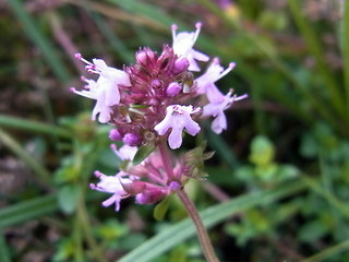 Thymus pulegioides ssp. pulegioides