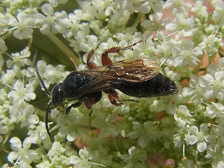 Tiphia femorata