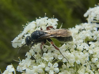 Tiphia femorata