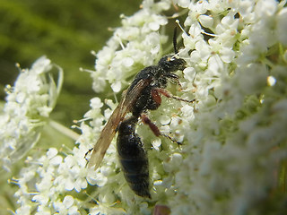 Tiphia femorata