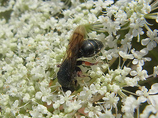Tiphia femorata
