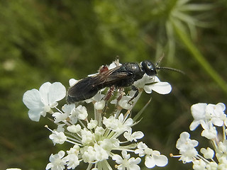 Tiphia femorata