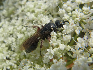 Tiphia femorata