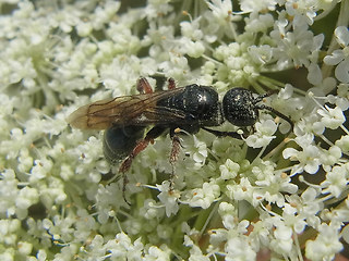 Tiphia femorata