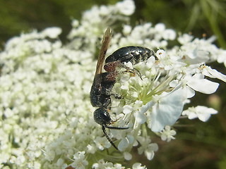 Tiphia femorata
