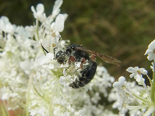 Tiphia femorata
