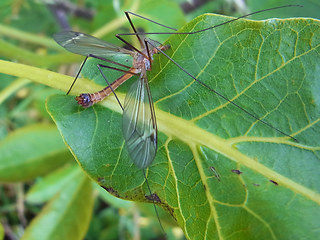 Tipula fascipennis