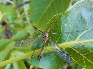 Tipula fascipennis