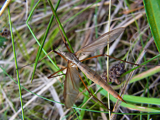 Tipula paludosa