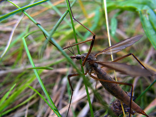 Tipula paludosa