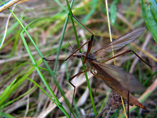 Tipula paludosa