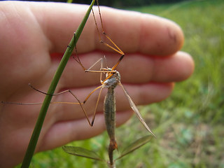 Tipula paludosa