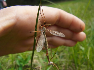 Tipula paludosa