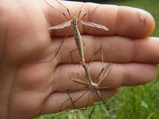 Tipula paludosa