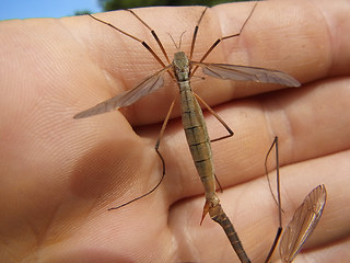 Tipula paludosa