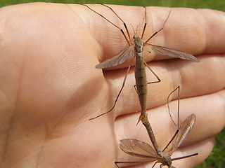 Tipula paludosa