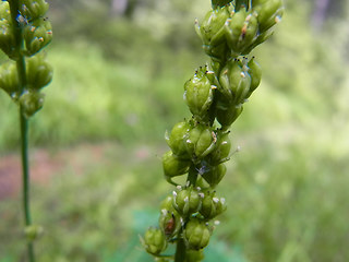 Tofieldia calyculata