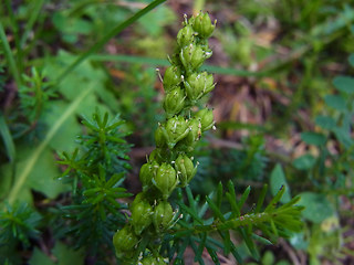 Tofieldia calyculata