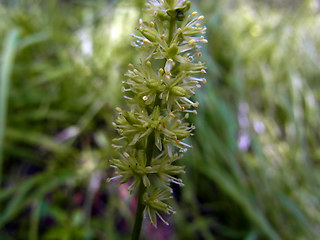 Tofieldia calyculata