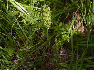 Tofieldia calyculata